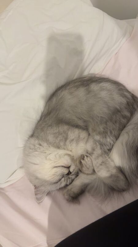 Persian kittens for sale in Haringey, London – 6 months old - Image 2 of 4