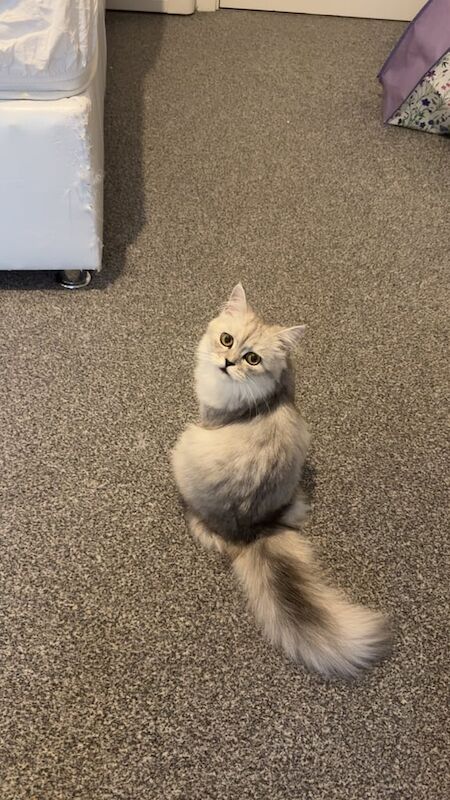 Persian kittens for sale in Haringey, London – 6 months old - Image 3 of 4