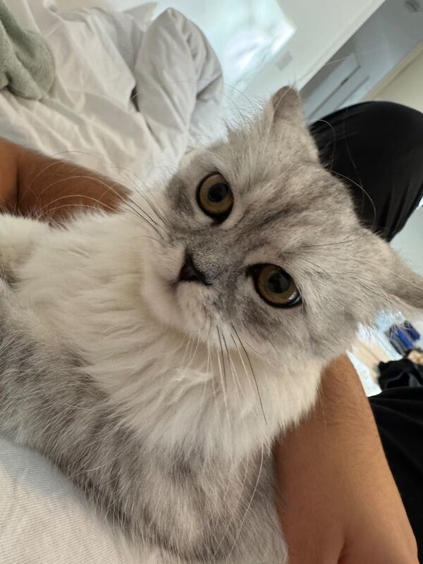 Persian kittens for sale in Haringey, London – 6 months old - Image 4 of 4