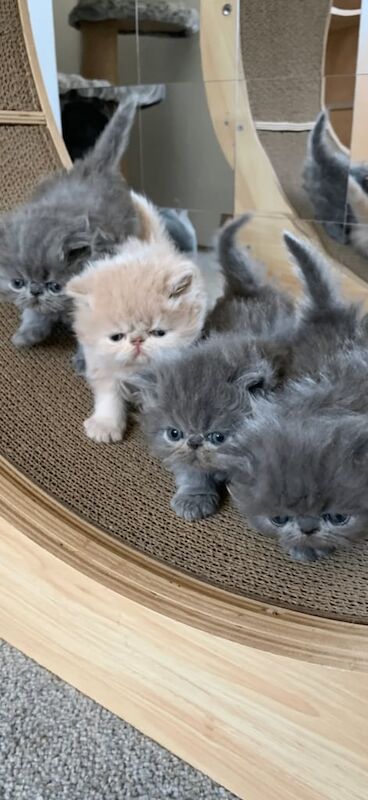 GCCF Registered Persian Kittens For Sale