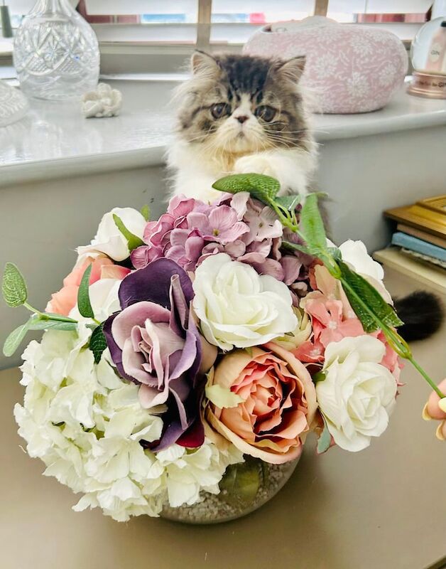 Persian kittens for sale in Ashton-under-Lyne, Greater Manchester – 3 months old