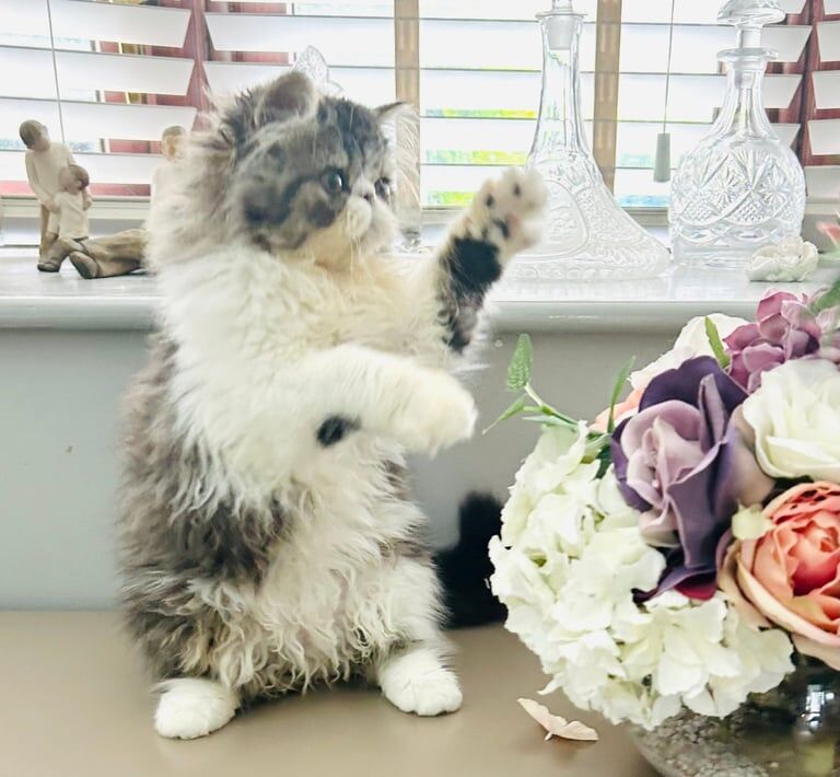 Persian kittens for sale in Ashton-under-Lyne, Greater Manchester – 3 months old - Image 2 of 3