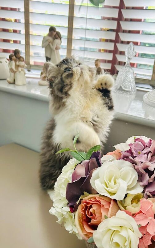 Persian kittens for sale in Ashton-under-Lyne, Greater Manchester – 3 months old - Image 3 of 3