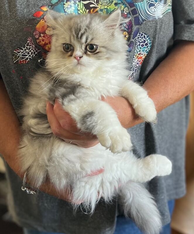 Persian kittens for sale in Penzance, Cornwall – 3 months old