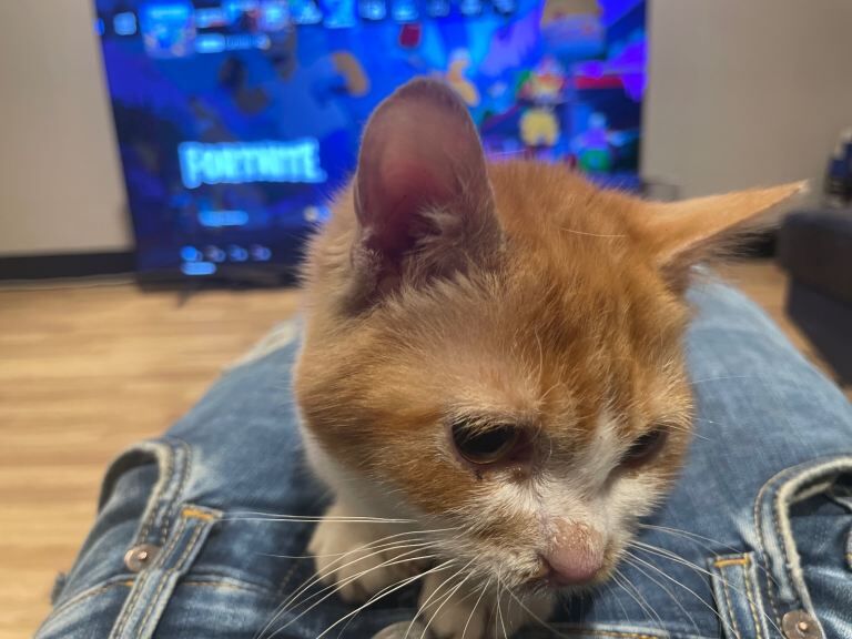 Persian kittens for sale in Hackney, Greater London – 3 months old