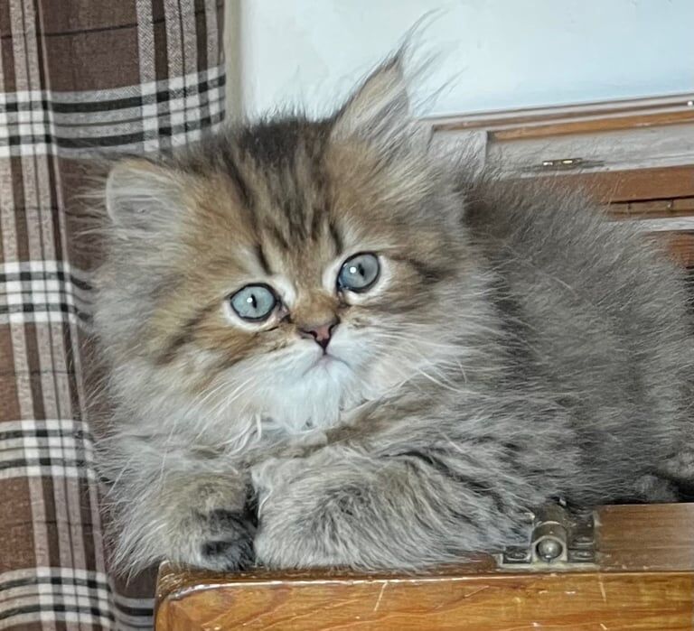 Persian kittens for sale in Penzance, Cornwall – 10 weeks old