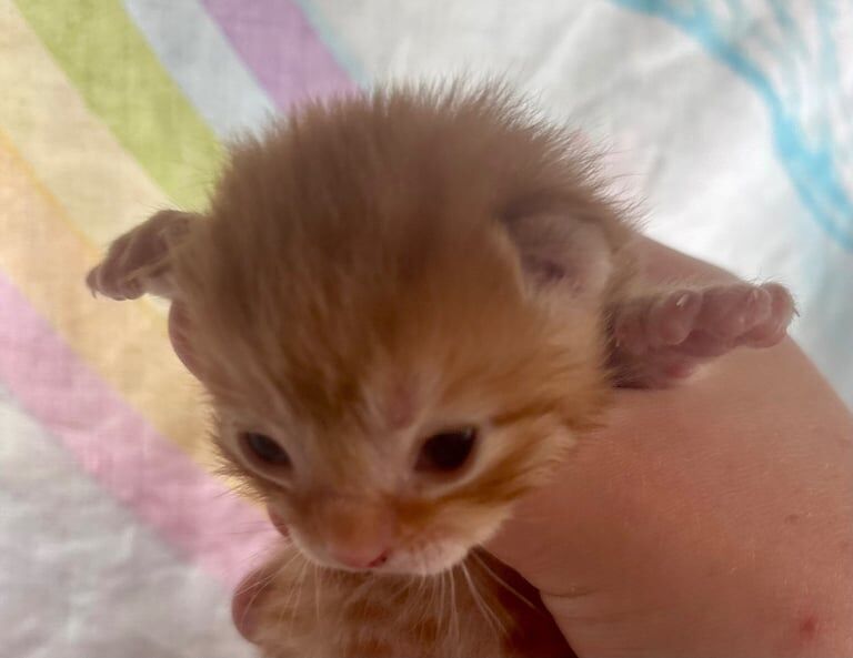 Gorgeous British short hair cross Persian for sale in Headley, Hampshire