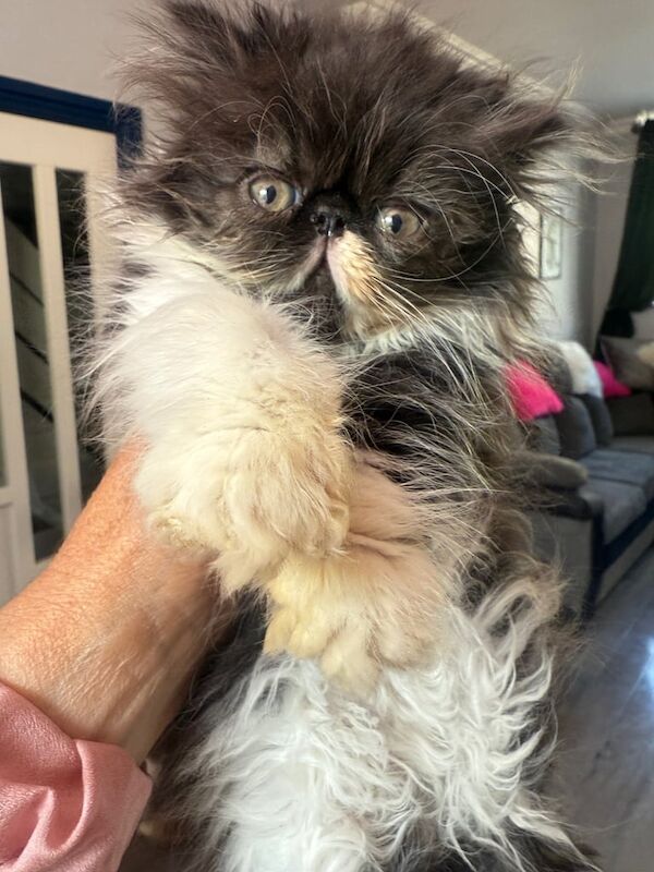 Persian kittens for sale in Port Talbot, West Glamorgan – 9 weeks old