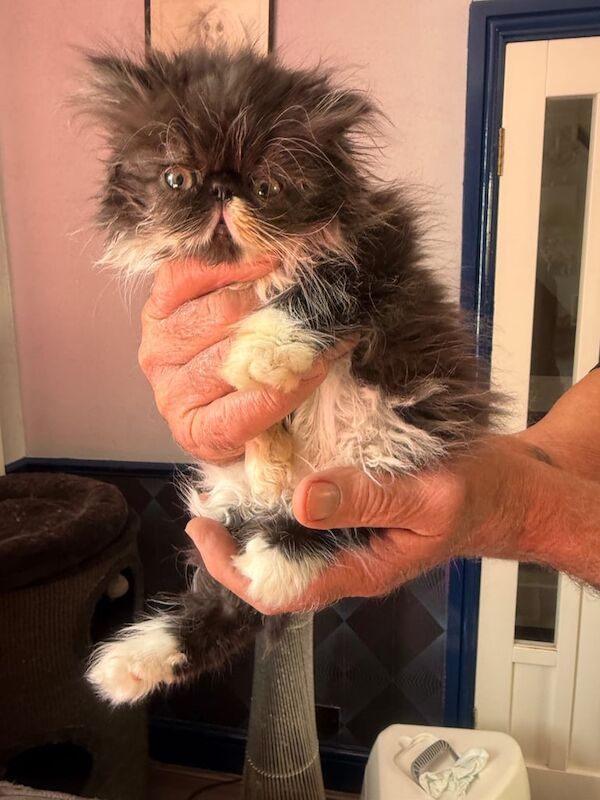 Persian kittens for sale in Port Talbot, West Glamorgan – 9 weeks old - Image 2 of 3