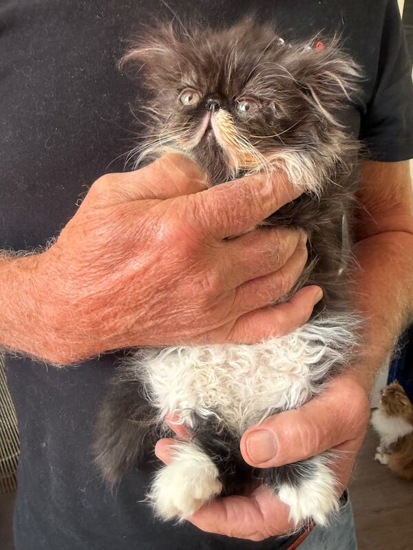Persian kittens for sale in Port Talbot, West Glamorgan – 9 weeks old - Image 3 of 3