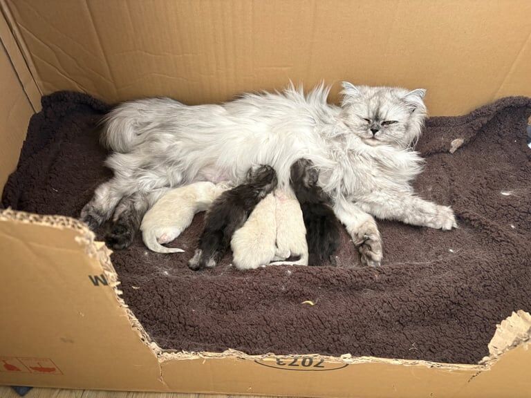 Gorgeous little fluffballs for sale in Exeter, Devon