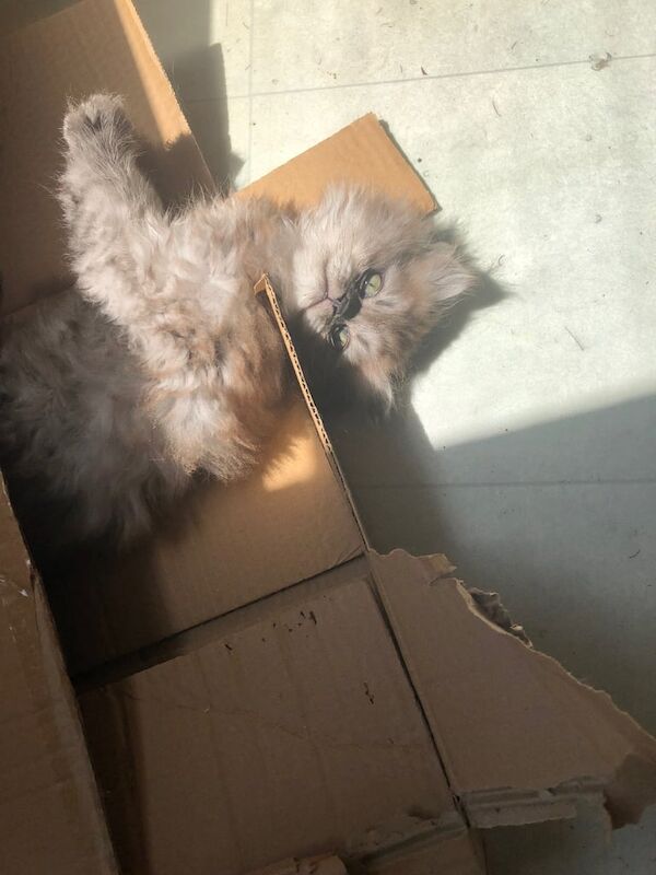 Persian kittens for sale in Hanham, Gloucestershire – 9 weeks old