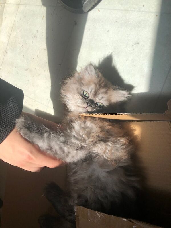 Persian kittens for sale in Hanham, Gloucestershire – 9 weeks old - Image 2 of 3