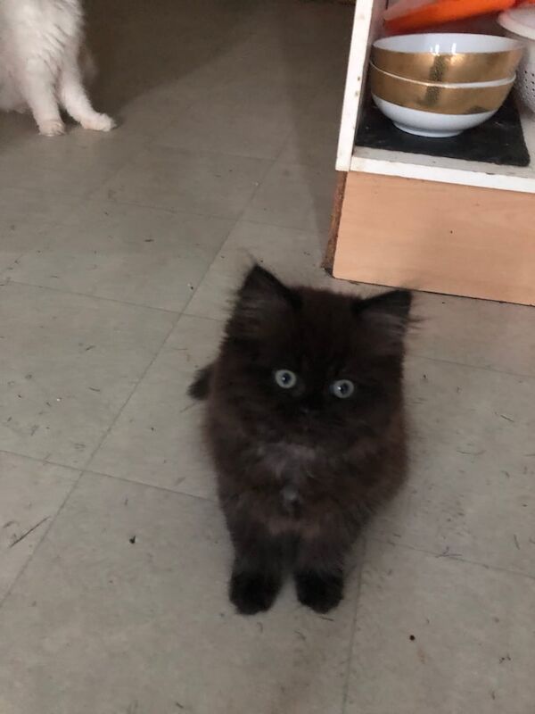 Persian kittens for sale in Hanham, Gloucestershire – 9 weeks old - Image 3 of 3