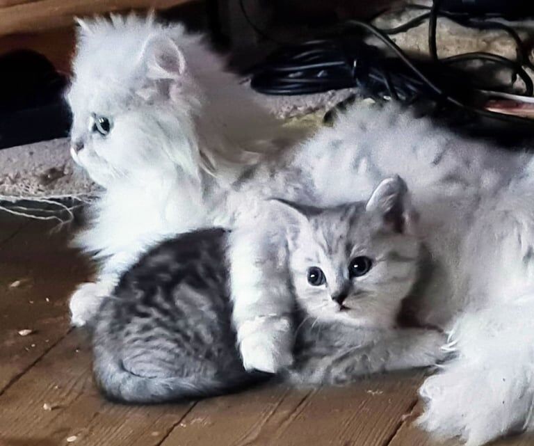 Persian kittens for sale in Weymouth, Dorset – 8 weeks old