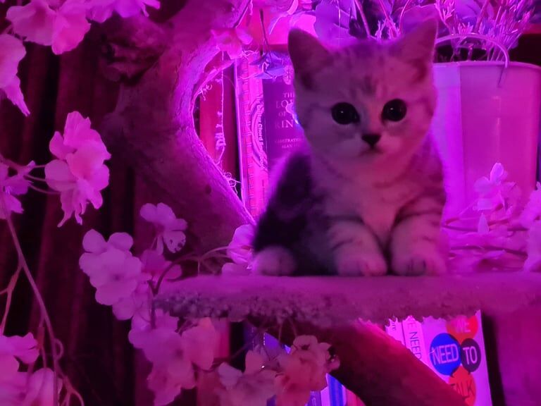 Persian kittens for sale in Weymouth, Dorset – 8 weeks old - Image 2 of 3