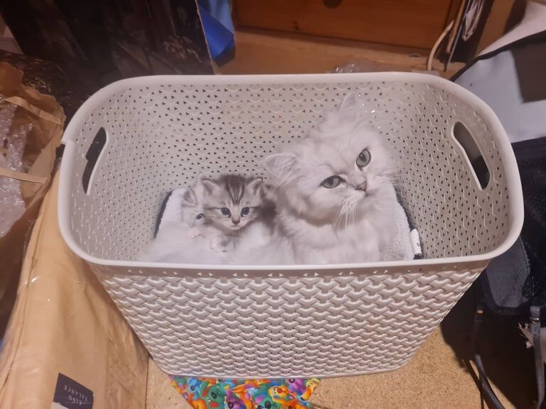 Persian kittens for sale in Weymouth, Dorset – 8 weeks old - Image 3 of 3