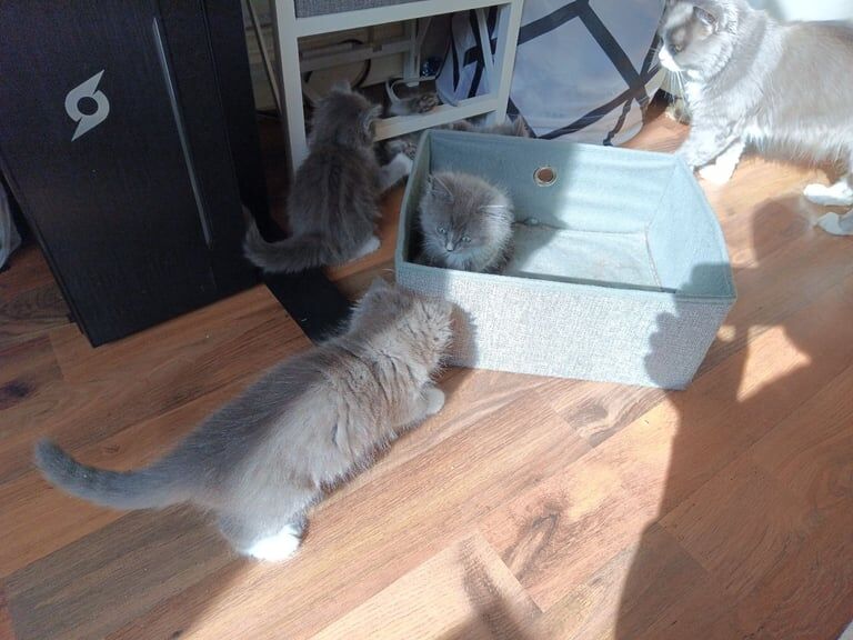Persian kittens for sale in Anfield, Merseyside β 8 weeks old