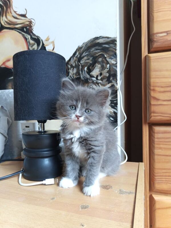 Persian kittens for sale in Anfield, Merseyside – 8 weeks old - Image 3 of 3