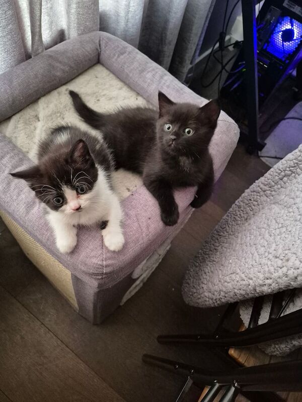 Persian kittens for sale in Harlow, Essex – 8 weeks old