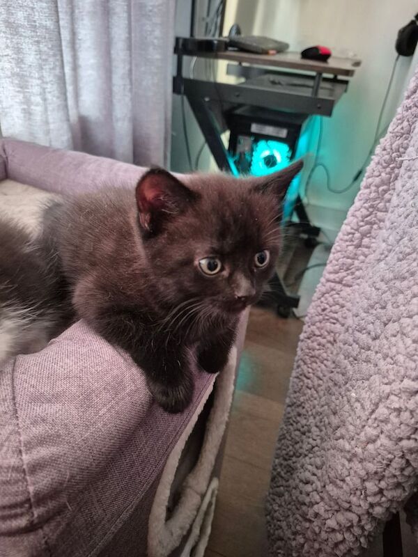 Persian kittens for sale in Harlow, Essex – 8 weeks old - Image 2 of 3