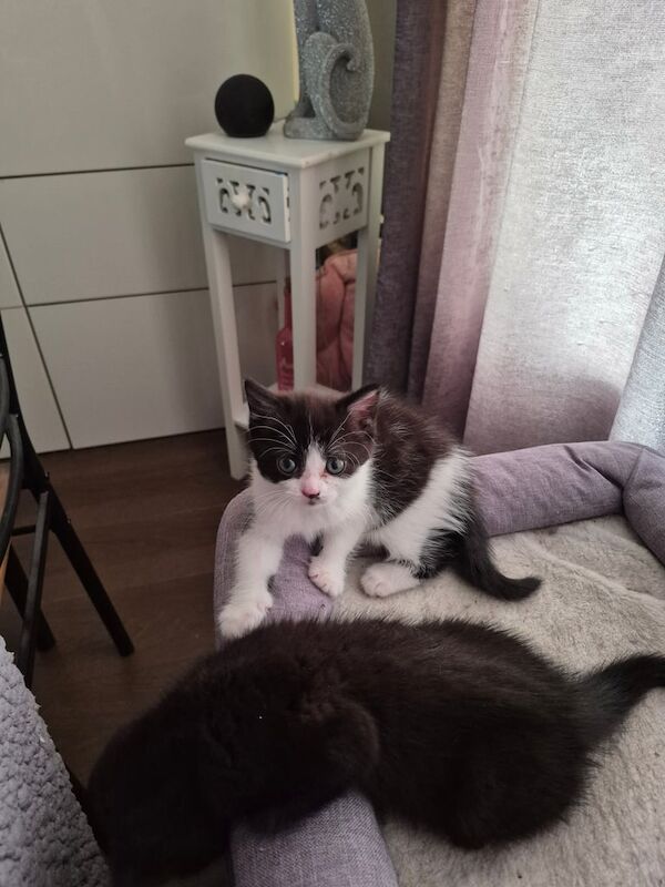 Persian kittens for sale in Harlow, Essex – 8 weeks old - Image 3 of 3