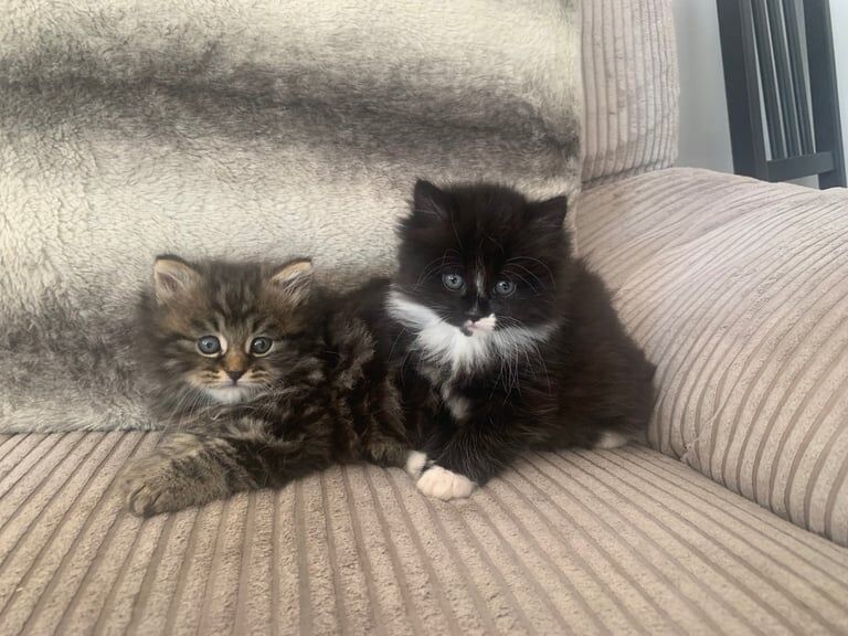 Half Persian fluffy kittens for sale in Poole, Dorset