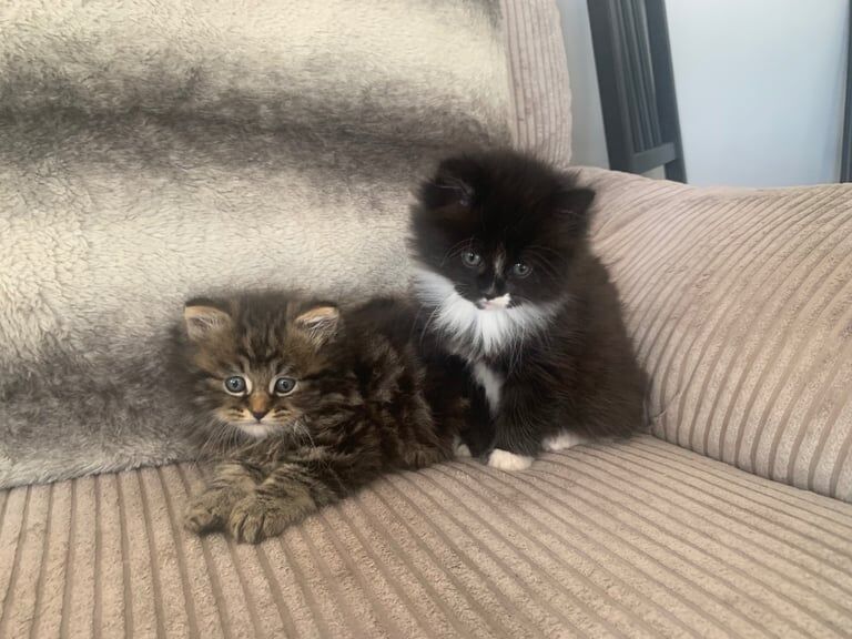 Half Persian fluffy kittens for sale in Poole, Dorset | Image 3