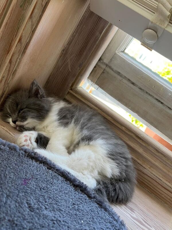 Persian kittens for sale in Lambeth, Greater London – 8 weeks old