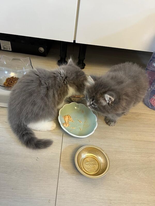 Persian kittens for sale in Lambeth, Greater London – 8 weeks old - Image 2 of 3