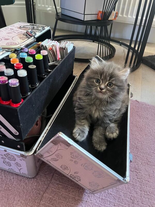 Persian kittens for sale in Lambeth, Greater London – 8 weeks old - Image 3 of 3