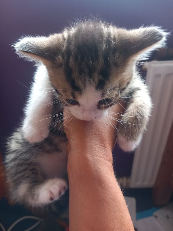 Persian kittens for sale in Halifax, West Yorkshire – 8 weeks old