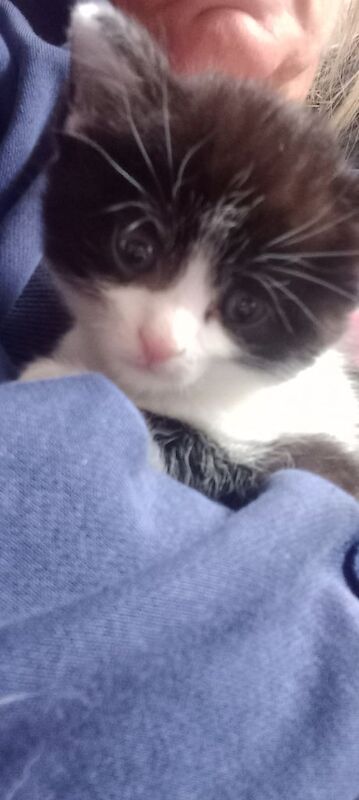 Persian kittens for sale in Halifax, West Yorkshire – 8 weeks old