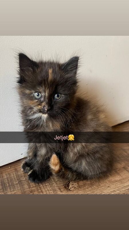 Persian kittens for sale in Nottingham, Nottinghamshire – 10 weeks old