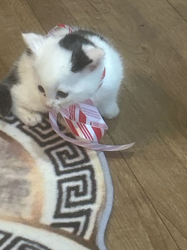 Persian kittens for sale in Frodsham, Cheshire – 8 weeks old