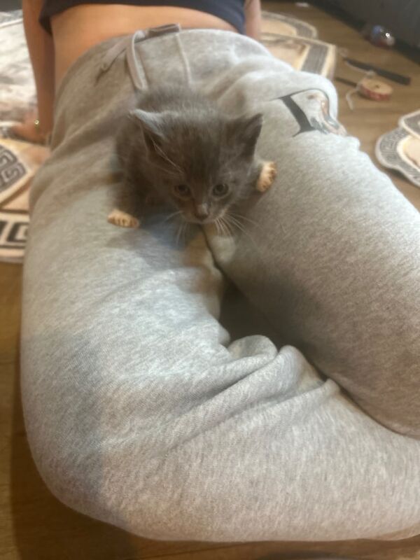 Persian kittens for sale in Frodsham, Cheshire – 8 weeks old - Image 2 of 4
