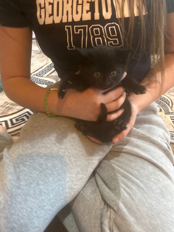 Persian kittens for sale in Frodsham, Cheshire – 8 weeks old - Image 3 of 4