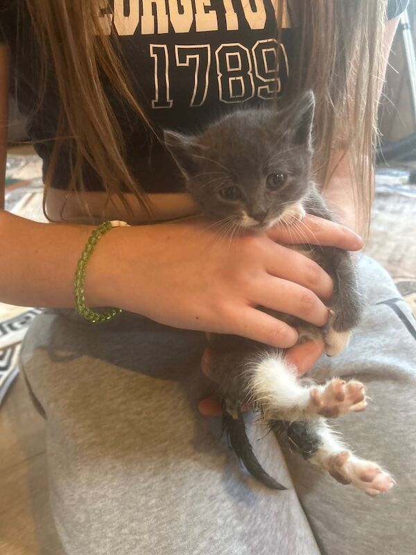Persian kittens for sale in Frodsham, Cheshire – 8 weeks old - Image 4 of 4