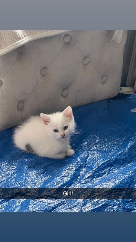 Persian kittens for sale in Bradford, West Yorkshire – 8 weeks old