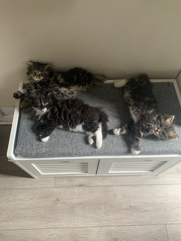 Persian kittens for sale in Poole, Dorset – 8 weeks old