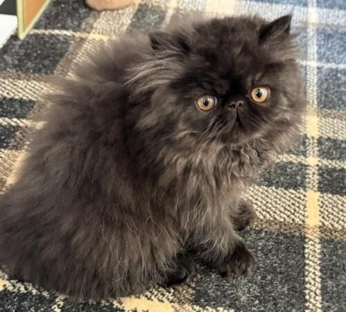 Handsome black Persian Kitten for sale in Port Talbot, Neath Port Talbot