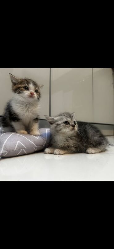 Persian kittens for sale in Birmingham, West Midlands – 10 weeks old