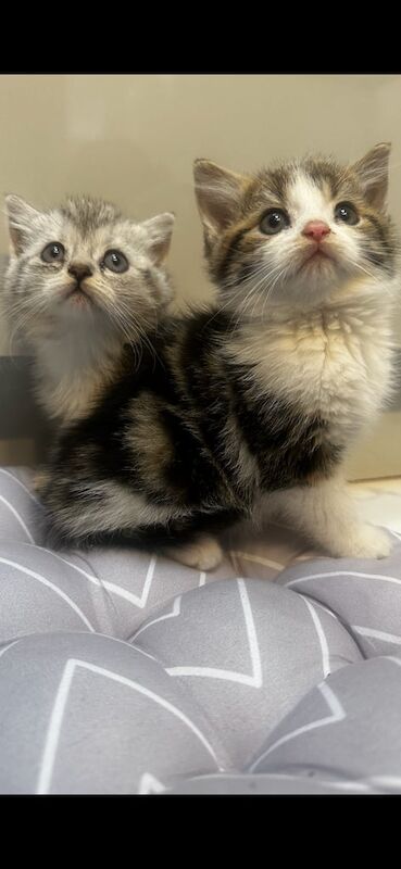 Persian kittens for sale in Birmingham, West Midlands – 10 weeks old - Image 2 of 3