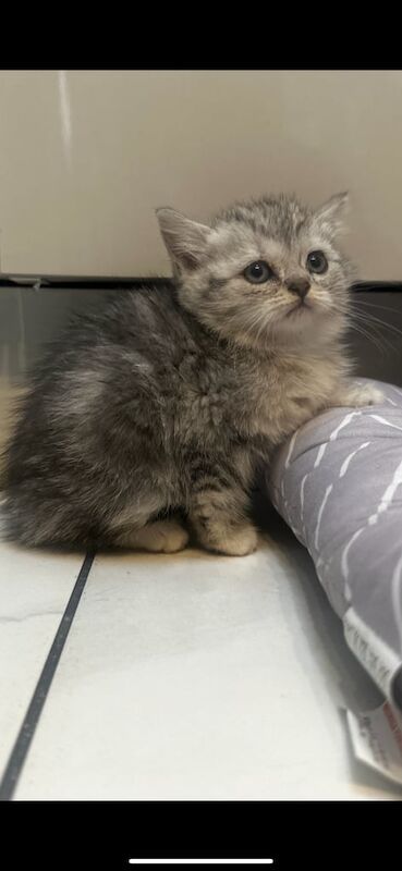 Persian kittens for sale in Birmingham, West Midlands – 10 weeks old - Image 3 of 3