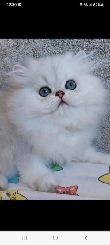 Persian kittens for sale in Rickmansworth, Hertfordshire – 11 weeks old