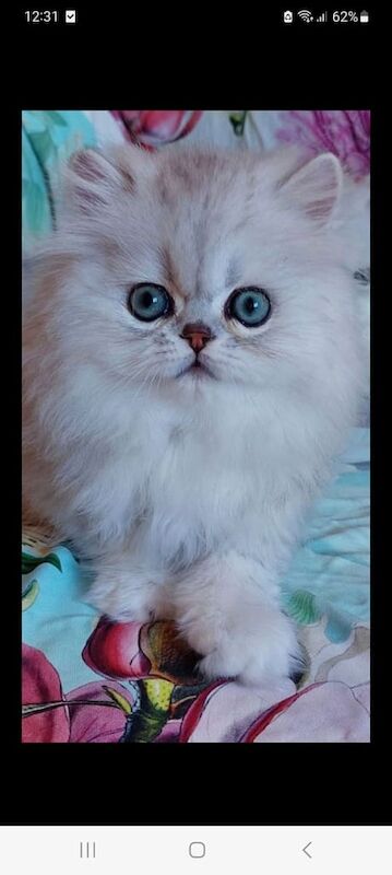 Persian kittens for sale in Rickmansworth, Hertfordshire – 11 weeks old - Image 2 of 3