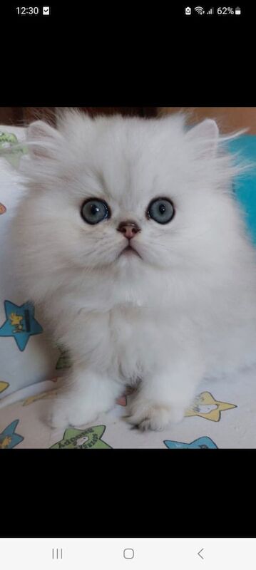 Persian kittens for sale in Rickmansworth, Hertfordshire – 11 weeks old - Image 3 of 3
