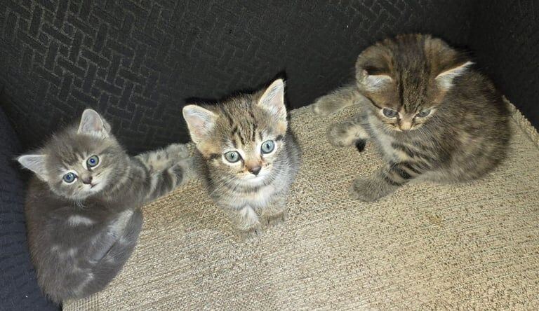 Persian kittens for sale in Bradford, West Yorkshire – 9 weeks old