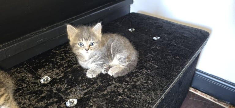 Persian kittens for sale in Bradford, West Yorkshire – 9 weeks old - Image 2 of 3