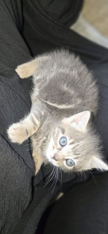 Persian kittens for sale in Bradford, West Yorkshire – 9 weeks old - Image 3 of 3